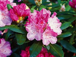 RHODODENDRON DEGRONIANUM