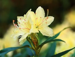 RHODODENDRON KEISKEI
