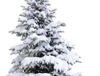 Winter Free
Garden Design
Calimesa, CA