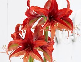 Bogota Amaryllis, Orange Flower, Amaryllis Flower
Garden Design
Calimesa, CA