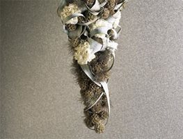 European Floral Designers 
Garden Design
Calimesa, CA