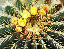 FEROCACTUS GLAUCESCENS
