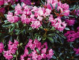 RHODODENDRON DEGRONIANUM