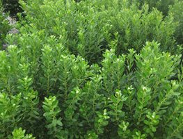 compacta inkberry holly illex glabra compacta evergreen shrub garden design calimesa ca - Garden Design Blog compacta inkberry holly illex glabra compacta evergreen shrub garden design calimesa ca - Garden Design Blog