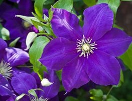 Clematis Jackmanii, Purple Flower, Flowering Vine
7 Elegant Watering Essentials
Shutterstock.com
New York, NY