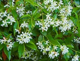 Star Jasmine, Trachelospermum Jasminoides
7 Elegant Watering Essentials
Garden Design
Calimesa, CA