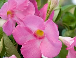 Sun Parasol Giant Pink Mandevilla, Pink Mandevilla Flower, Mandevilla Hybrid
7 Elegant Watering Essentials
Proven Winners
Sycamore, IL