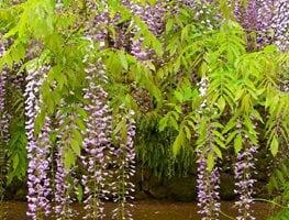 Wisteria Vine, Wisteria Flower
7 Elegant Watering Essentials
Garden Design
Calimesa, CA