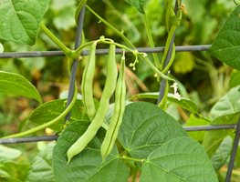 Beans On Trellis, Vertical Gardening, Beans On Fence
Garden Design
Calimesa, CA