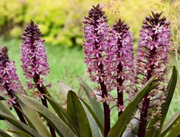 Eucomis 'purple Reign', Pineaplly Lily, Eucomis Hybrid
Proven Winners
Sycamore, IL