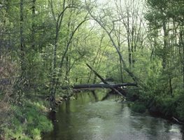 Rick Darke's American Woodland Garden
Garden Design
Calimesa, CA