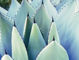 AGAVE PARRYI