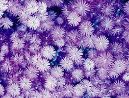 DROSANTHEMUM HISPIDUM