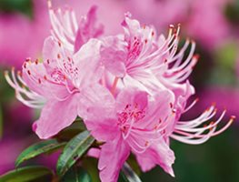 RHODODENDRON DAVIDSONIANUM