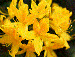 RHODODENDRON LUTEUM
