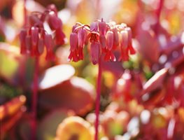 KALANCHOE FEDTSCHENKOI