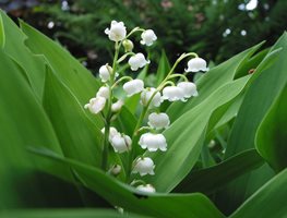 Lily Of The Valley, Fragrant White Flower
Pixabay