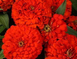Magellan Scarlet Zinnia, Zinnia Elegans, Zinnia Flower
Proven Winners
Sycamore, IL