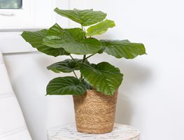 Ficus Umbellata. Lily Pads Umbrella Fig Tree
Proven Winners
Sycamore, IL