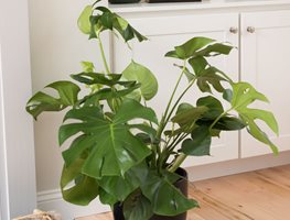 Monstera Houseplant, Houseplant
Gardener's Supply Company
Burlington, VT