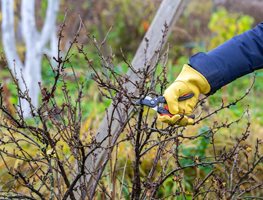 Pruning Shrub
Shutterstock.com
New York, NY