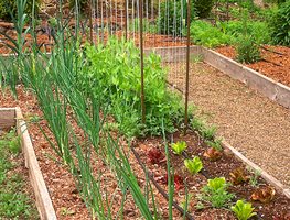 Vegetable Garden Bed, Vegetable Garden
Garden Design
Calimesa, CA