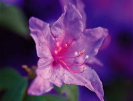 RHODODENDRON AUGUSTINII