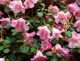 RHODODENDRON WILLIAMSIANUM