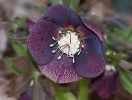 Black_hellebore
Garden Design
Calimesa, CA