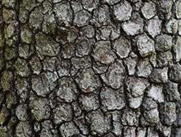 Cornus Florida (dogwood)
Garden Design
Calimesa, CA