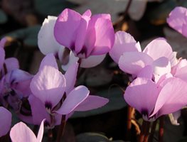 Cyclamen_coum
Garden Design
Calimesa, CA