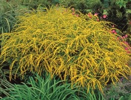 Solidago rugosa ‘Fireworks’