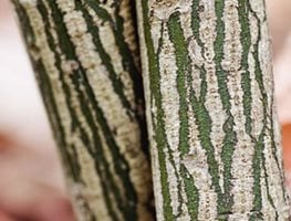 (hearts-A-Bustin’)
Garden Design
Calimesa, CA