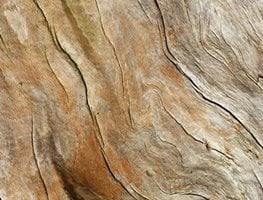 Juniperus Virginiana
Garden Design
Calimesa, CA