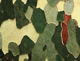 Plantanus Occidentalis (sycamore)
Garden Design
Calimesa, CA