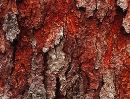 Prunus Serotina (black Cherry)
Garden Design
Calimesa, CA