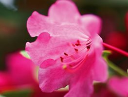 RHODODENDRON ORBICULARE
