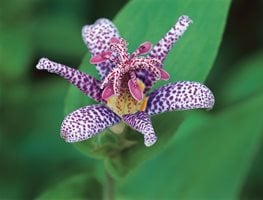 Tricyrtis formosanum