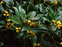 Yellow_berry_holly
Garden Design
Calimesa, CA