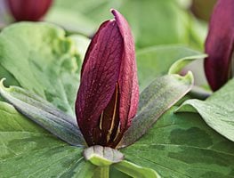 Trillium cuneatum