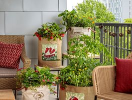 Vegetables In Containers, Balcony Vegetable Garden
Proven Winners
Sycamore, IL
