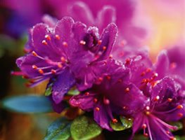 RHODODENDRON RUPICOLA