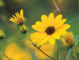Helianthus salicifolius