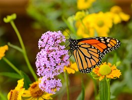 Monarch Butterfly On Pink Flowers, Butterfly Garden
Shutterstock.com
New York, NY