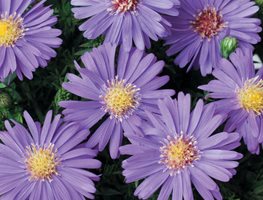 Sapphire Mist Aster, Purple Flower, Aster
Proven Winners
Sycamore, IL