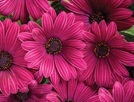 Bright Lights Purple African Daisy, Osteospermum, Purple Flower
Proven Winners
Sycamore, IL