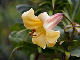 Golden Splendor Lily, Trumpet Lily, Yellow Lily
Alamy Stock Photo
Brooklyn, NY