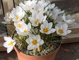 Crocus 'snow Bunting', Indoor Bulb
Shutterstock.com
New York, NY