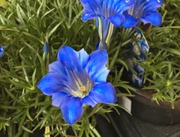 Gentiana sino-ornata