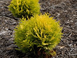 Anna's Magic Ball Arborvitae, Thuja Occidentalis, Evergreen Shrub
Proven Winners
Sycamore, IL